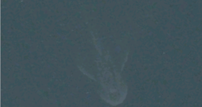 Loch Ness Monster (Bild: Apple Maps)