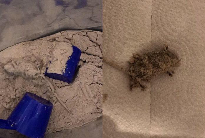 Tote Maus im Hey von MyProtein? Ist eine erlogene Story.