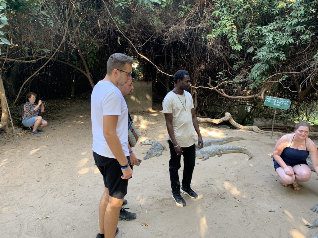 In Gambia (Afrika) gibt es die Möglichkeit, Krokodile zu sehen und zu streicheln. Gefährlich? Eher weniger.