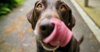 Photo Borsoi Dog