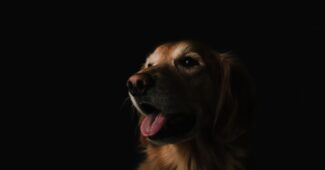Photo Borsoi Dog with Humans