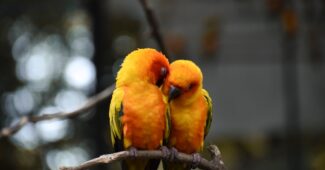 Photo Relationship Dating Love