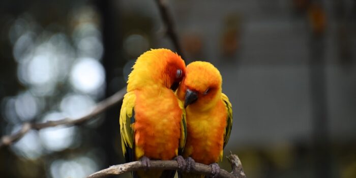 Photo Relationship Dating Love