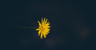 Photo DNS settings