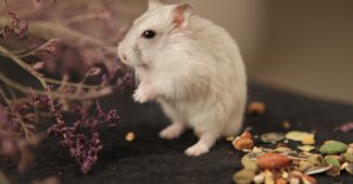 Maus