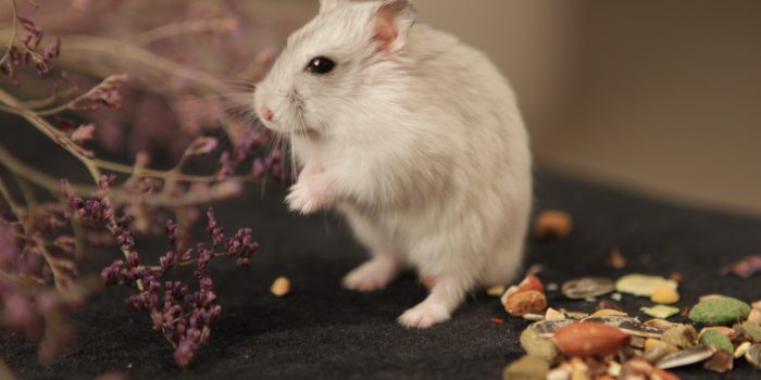 Maus